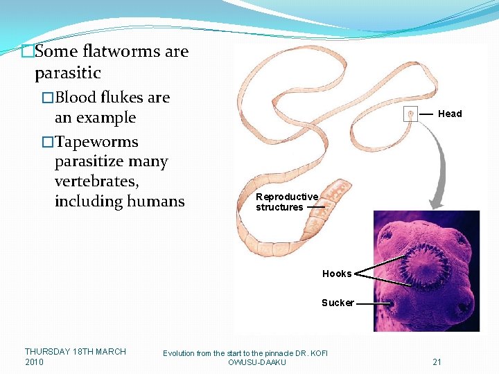 �Some flatworms are parasitic �Blood flukes are an example �Tapeworms parasitize many vertebrates, including