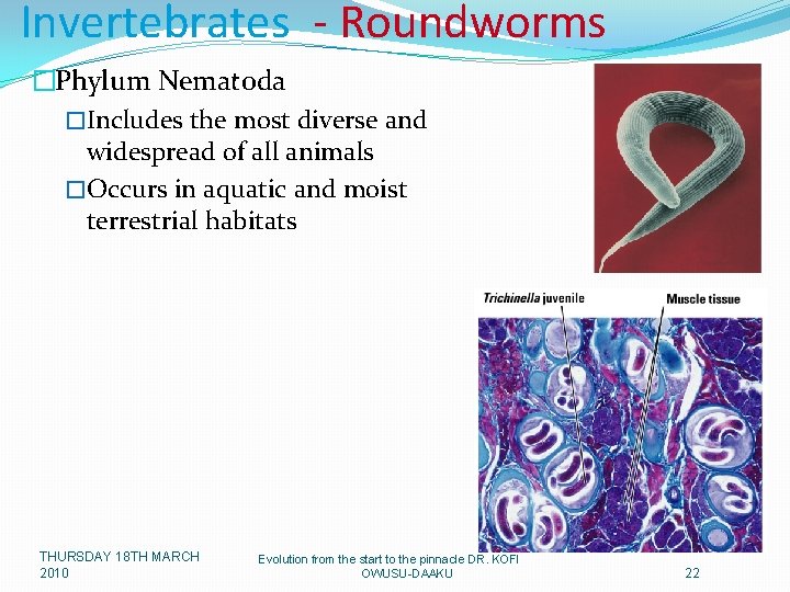 Invertebrates - Roundworms �Phylum Nematoda �Includes the most diverse and widespread of all animals