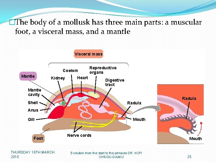 �The body of a mollusk has three main parts: a muscular foot, a visceral