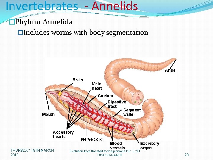 Invertebrates - Annelids �Phylum Annelida �Includes worms with body segmentation Anus Brain Coelom Digestive