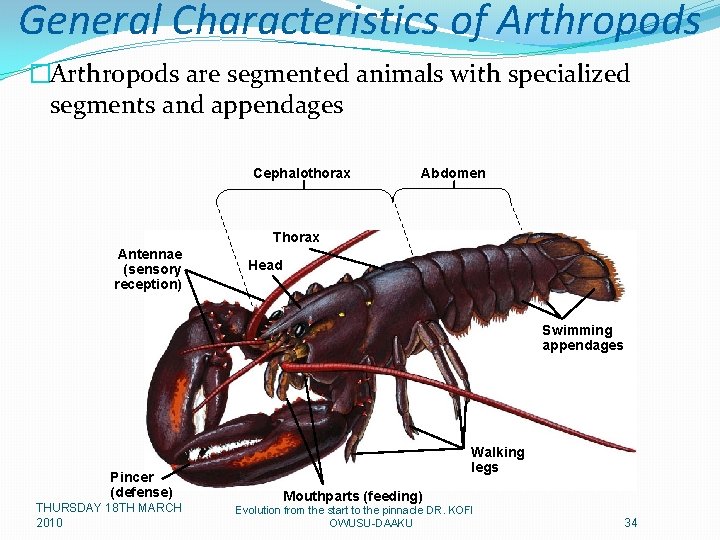 General Characteristics of Arthropods �Arthropods are segmented animals with specialized segments and appendages Cephalothorax