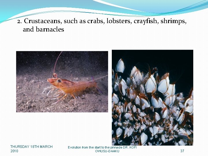 2. Crustaceans, such as crabs, lobsters, crayfish, shrimps, and barnacles THURSDAY 18 TH MARCH