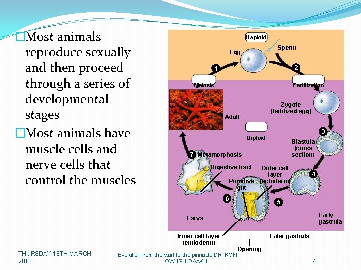 �Most animals reproduce sexually and then proceed through a series of developmental stages �Most