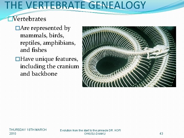 THE VERTEBRATE GENEALOGY �Vertebrates �Are represented by mammals, birds, reptiles, amphibians, and fishes �Have