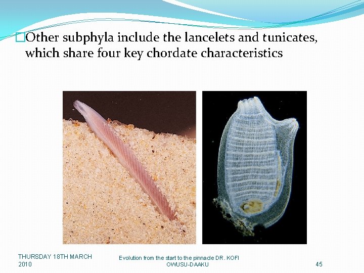 �Other subphyla include the lancelets and tunicates, which share four key chordate characteristics THURSDAY