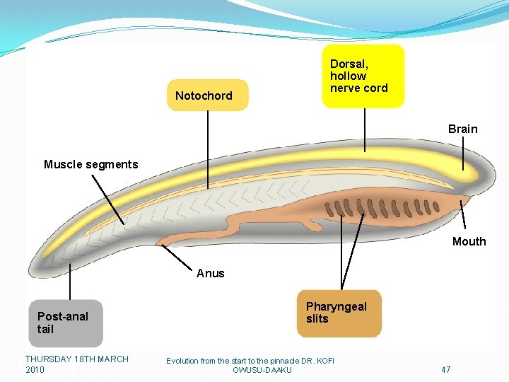 Notochord Dorsal, hollow nerve cord Brain Muscle segments Mouth Anus Post-anal tail THURSDAY 18