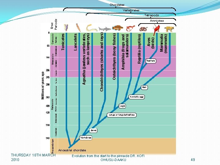 THURSDAY 18 TH MARCH 2010 Precambrian Cambrian Paleozoic Triassic Tertiary Cenozoic Lancelets Tunicates Cretaceous