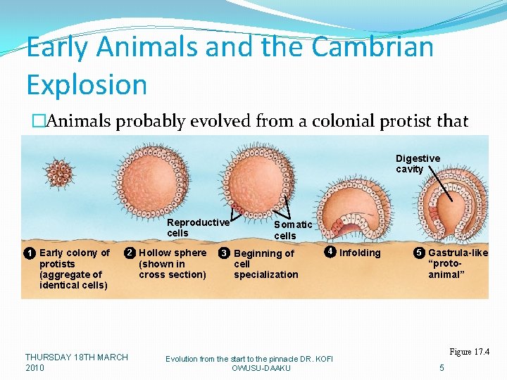 Early Animals and the Cambrian Explosion �Animals probably evolved from a colonial protist that