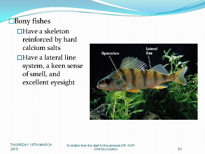 �Bony fishes �Have a skeleton reinforced by hard calcium salts �Have a lateral line