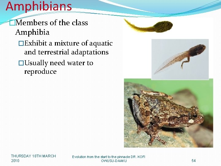 Amphibians �Members of the class Amphibia �Exhibit a mixture of aquatic and terrestrial adaptations