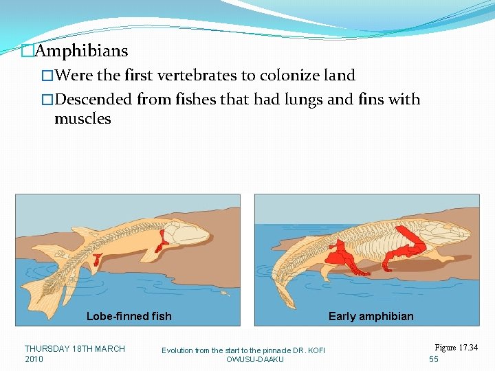 �Amphibians �Were the first vertebrates to colonize land �Descended from fishes that had lungs