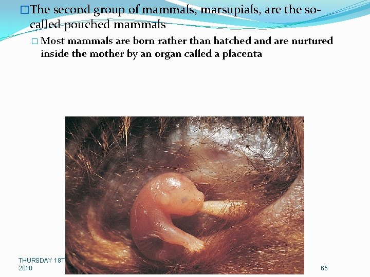 �The second group of mammals, marsupials, are the so- called pouched mammals � Most