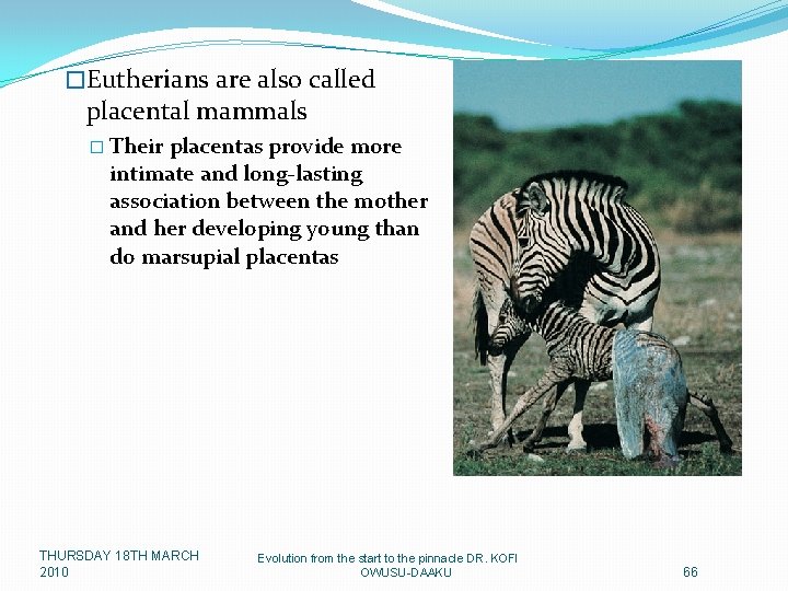 �Eutherians are also called placental mammals � Their placentas provide more intimate and long-lasting