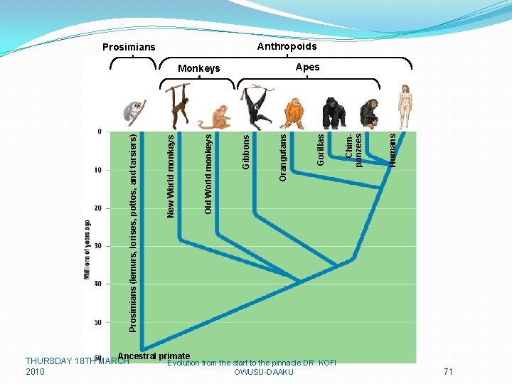 Anthropoids Prosimians Ancestral primate THURSDAY 18 TH MARCH Evolution from the start to the