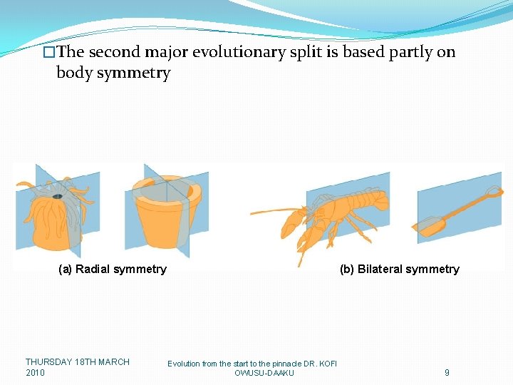 �The second major evolutionary split is based partly on body symmetry (b) Bilateral symmetry