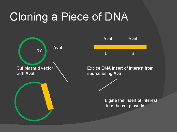 Cloning a Piece of DNA " Cut plasmid vector with Ava. I 5´ 3´