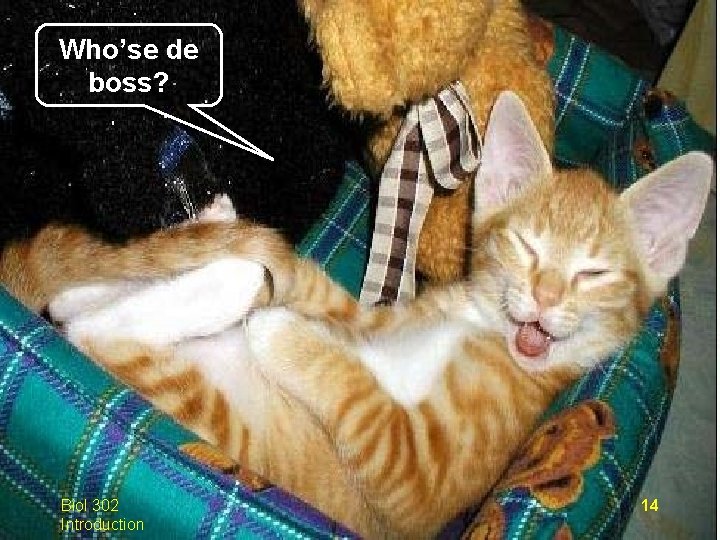 Who’se de boss? Biol 302 Introduction 14 