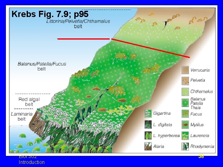 Krebs Fig. 7. 9; p 95 Biol 302 Introduction 38 