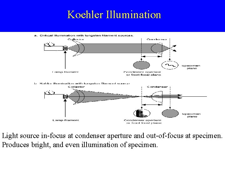 Koehler Illumination Light source in-focus at condenser aperture and out-of-focus at specimen. Produces bright,