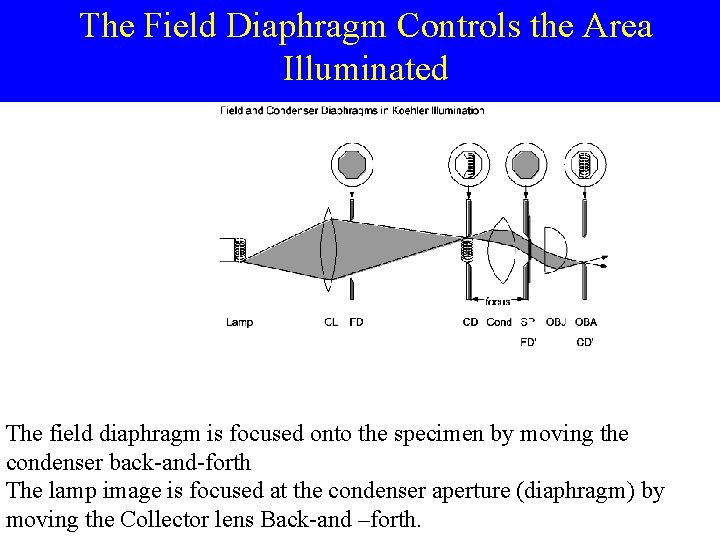 The Field Diaphragm Controls the Area Illuminated The field diaphragm is focused onto the