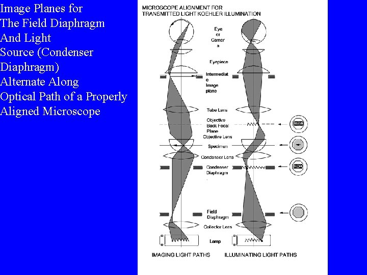 Image Planes for The Field Diaphragm And Light Source (Condenser Diaphragm) Alternate Along Optical