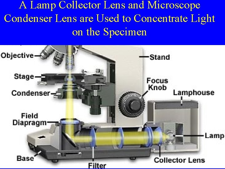 A Lamp Collector Lens and Microscope Condenser Lens are Used to Concentrate Light on