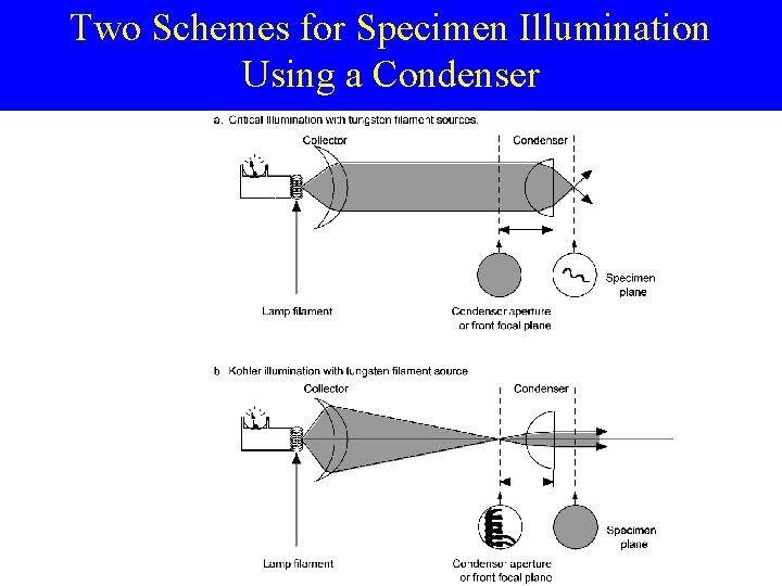 Two Schemes for Specimen Illumination Using a Condenser 