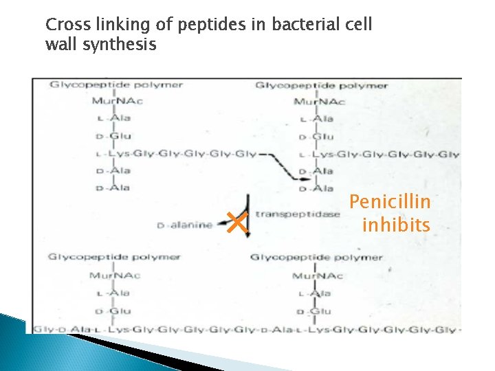 Cross linking of peptides in bacterial cell wall synthesis × Penicillin inhibits 