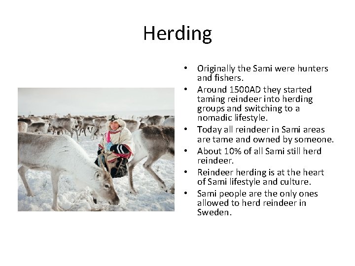 Herding • Originally the Sami were hunters and fishers. • Around 1500 AD they