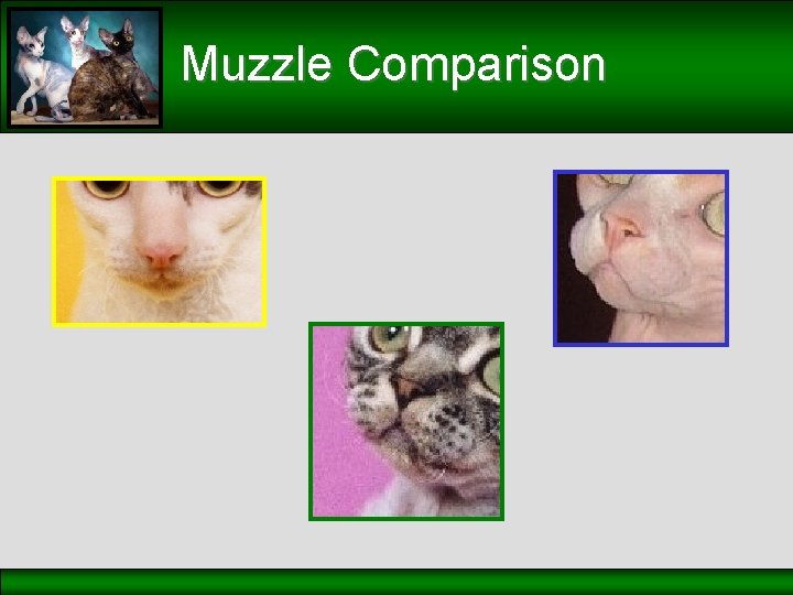 Muzzle Comparison 