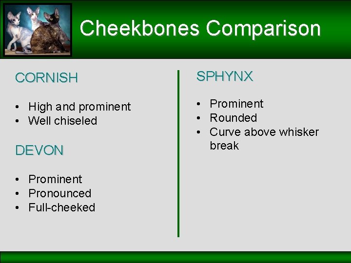 Cheekbones Comparison CORNISH SPHYNX • High and prominent • Well chiseled • Prominent •