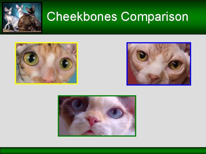 Cheekbones Comparison 