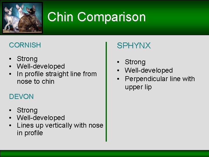 Chin Comparison CORNISH SPHYNX • Strong • Well-developed • In profile straight line from