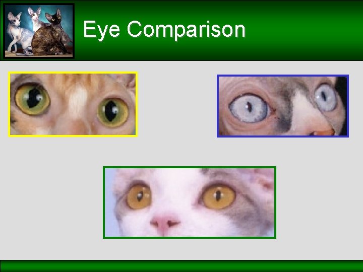 Eye Comparison 