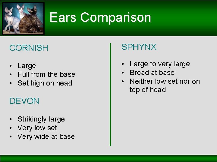 Ears Comparison CORNISH SPHYNX • Large • Full from the base • Set high