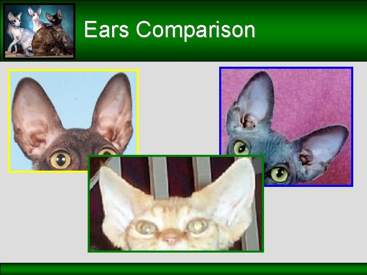 Ears Comparison 
