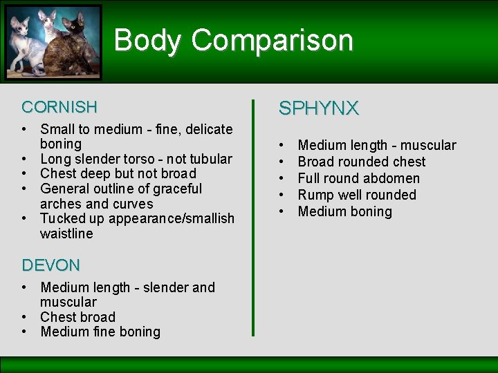 Body Comparison CORNISH SPHYNX • Small to medium - fine, delicate boning • Long