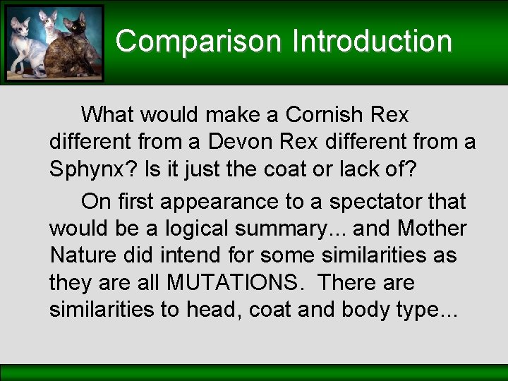 Comparison Introduction What would make a Cornish Rex different from a Devon Rex different