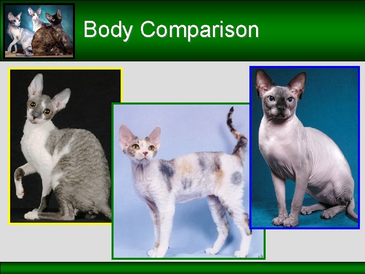 Body Comparison 