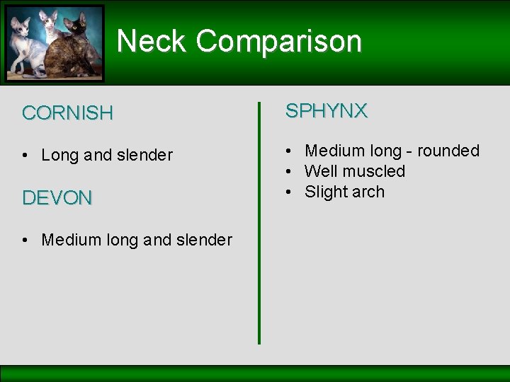 Neck Comparison CORNISH SPHYNX • Long and slender • Medium long - rounded •