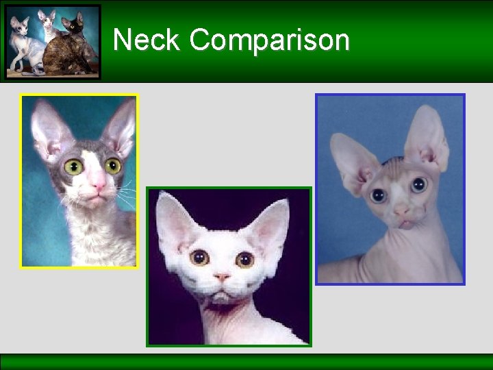 Neck Comparison 