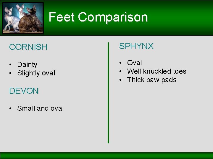 Feet Comparison CORNISH SPHYNX • Dainty • Slightly oval • Oval • Well knuckled