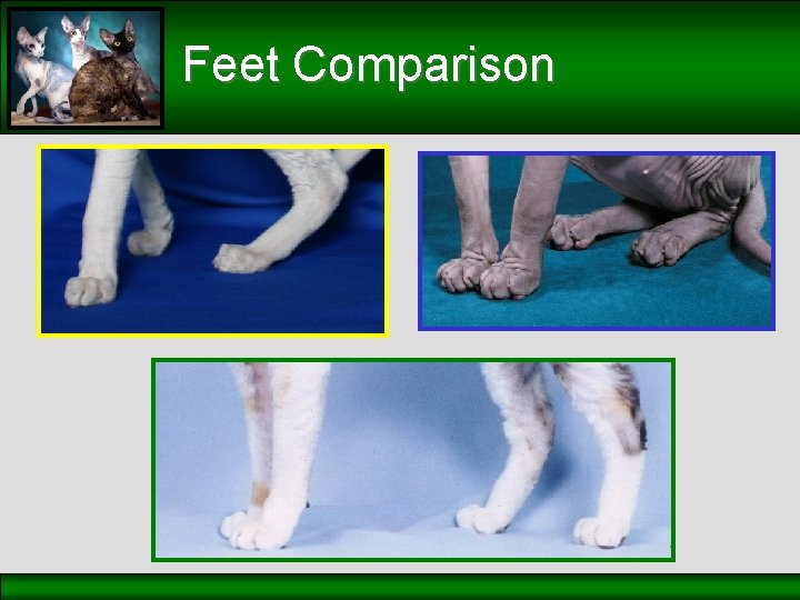 Feet Comparison 