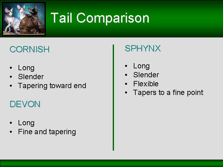 Tail Comparison CORNISH SPHYNX • Long • Slender • Tapering toward end • •
