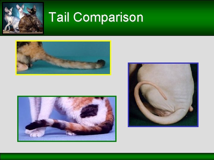 Tail Comparison 