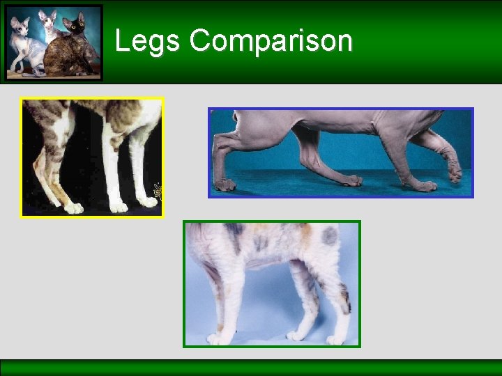 Legs Comparison 