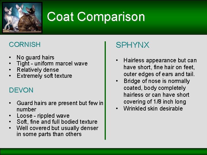 Coat Comparison CORNISH • • No guard hairs Tight - uniform marcel wave Relatively