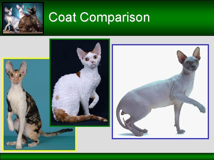 Coat Comparison 