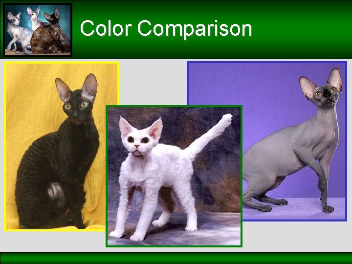 Color Comparison 