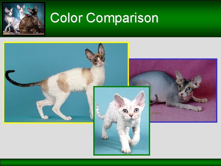 Color Comparison 